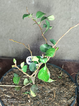 Kdoulovec Japonský - 2