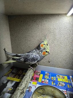 Korela Chocholatá - 2