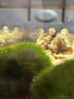 Betta crowntail - 2