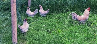 Araucana levandulová nasadova vejce - 2
