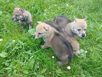 Československý vlčák – štěňata na prodej 🐺 - 2