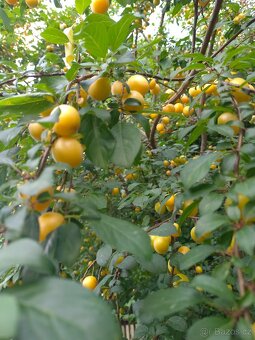 Mirabelky sladké medové blumy vhodné na zavaření. 55 Kč/ kg - 2