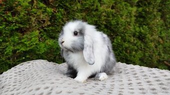 Zakrslý beránek, králíček, králík - MARIUS - 2