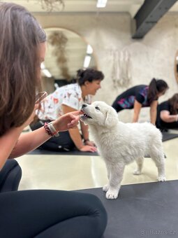 Slovenský čuvač s PP - 2