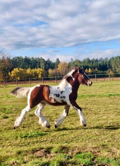 Hřebeček Irish cob / Irský cob - STRACHOVICE Lord Dylan - 2