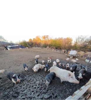 Prodám selata chovaná venku - 2