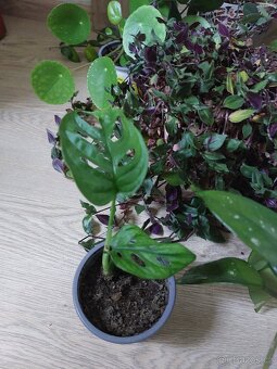 Mix pokojových kvetin - 2