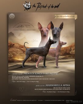 Peruánsky naháč s PP stredná/veľká - 2