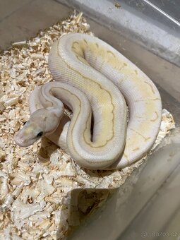 Krajta královská - 2