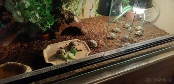 Želva zelenavá suchozemská - 2