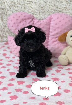 Maltipoo pudl pudlik - 2