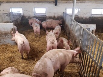 Vykrmena prasata - 2