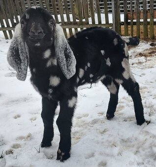 100% AN kozlík II. - 2