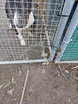 Kotec, výběh, ohrádka - 2