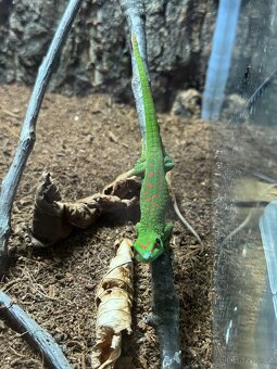 felsuma madagaskarská - mláďata - 2