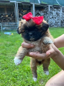 Trpaslíči Pekinézer - 2