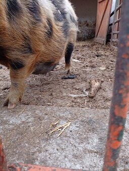 Kune kune - 2