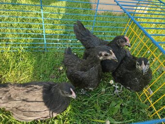 Australka zdrobnělá černá- kuřata - 2