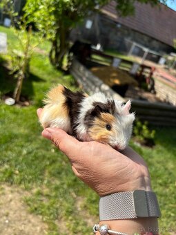 Morče rozeta - mláďata - 2