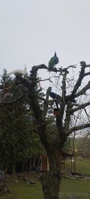 Pávice a pávy - 2