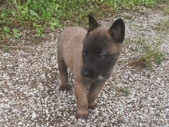 Belgický ovčák-malinois - 2