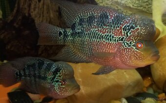 Flowerhorn - 2
