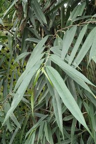 Ficus Maclellandii 'Alii - 2