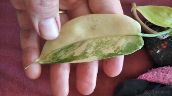 Philodendron Florida beauty - 2