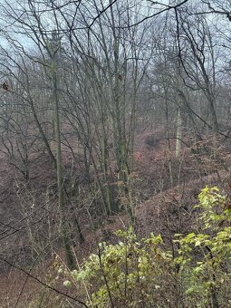 Prodáme lesní pozemek v k.ú. Dobětice - 2