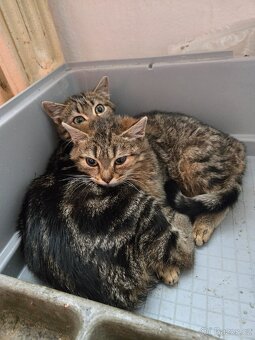 SPĚCHÁ  koťata - 2