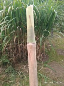 Bambusová tráva - 2