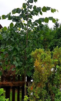 Lípa, stromky, stromy - 2