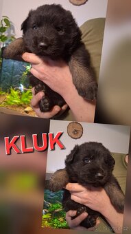 Německý ovčák štěňátka - 2
