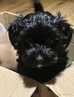 Štěňátka křížence - 2