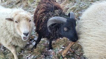 Ovečka quessant - 2