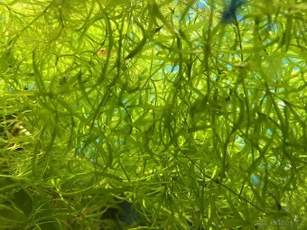 Řečanka Guadeloupe - 2