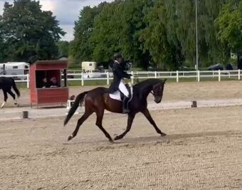 Drezurní klisna k prodeji - 2