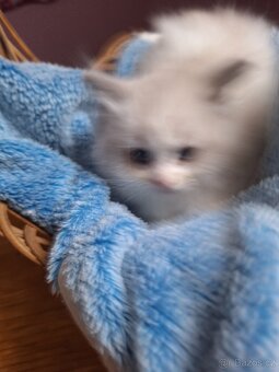 Nádherný  Ragdoll kočičky - 2