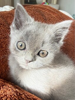 BRITSKÁ KOŤÁTKA - 2