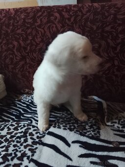 Border collie chlapec - 2