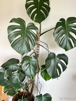 Monstera - 2