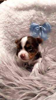 Yorkshire Terrier Biewer,Biro a Black and tan - 2