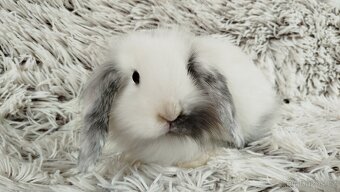 Zakrslý beránek, králíček, králík - MINDY - 2