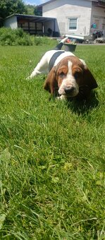 Basset hound - fenka s PP - 2