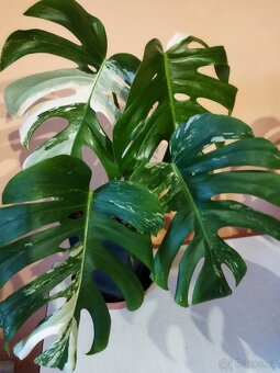Monstera deliciosa variegata - 2