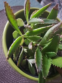 Nedut /žensen/ a aloe v jednom kvetinaci - 2