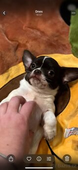 Čokoládovobílý pejsek čivava s PP FCI , ihned k odběru - 2