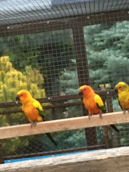 aratinga sluneční - 2