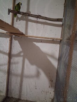 Amazoňan modročely - 2