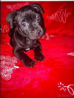 Stafordšírský bulteriér - 2